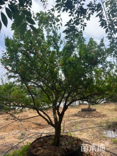 高度300厘米果石榴