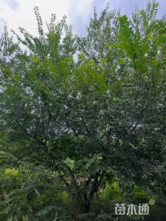 12公分(5杆)丛生朴树