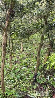 高度300厘米瓜子黄杨