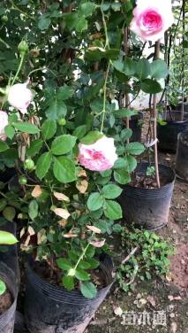 180厘米藤本月季