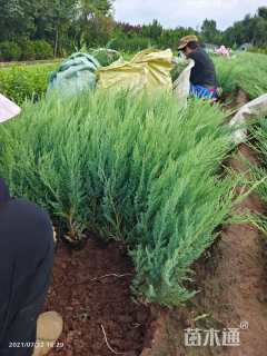 高度40厘米沙地柏