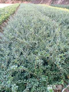 高度30厘米迎春花