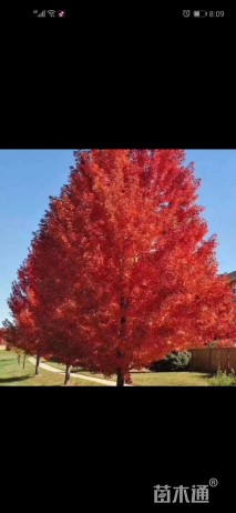 20公分美国红枫