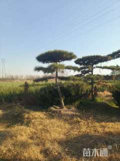 15公分造型龙柏