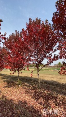 20公分美国红枫-红冠