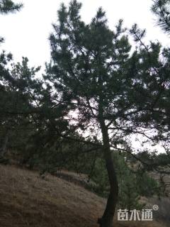 高度600厘米油松