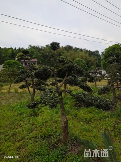 10公分造型罗汉松