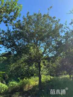 25公分朴树