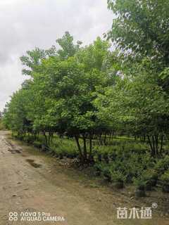 8公分丛生乌桕