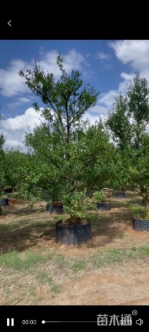 高度300厘米果石榴