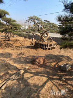 30公分造型油松