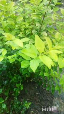 冠幅50厘米金叶女贞球