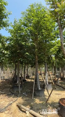 13公分乐昌含笑