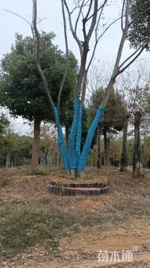 80公分丛生朴树