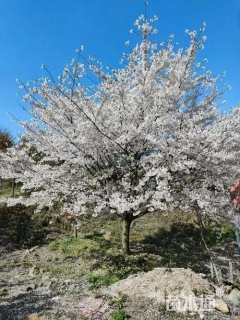 20公分染井吉野樱