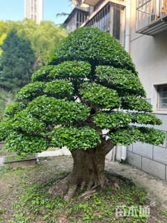 高度100厘米虎刺