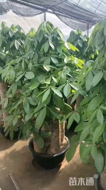 80公分马拉巴栗