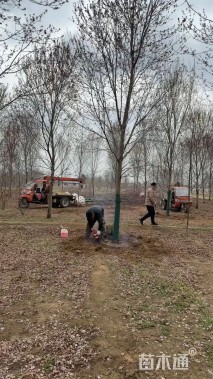 14公分美国红枫