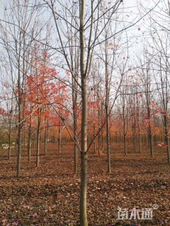 20公分美国红枫