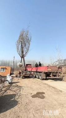 20公分绚丽海棠