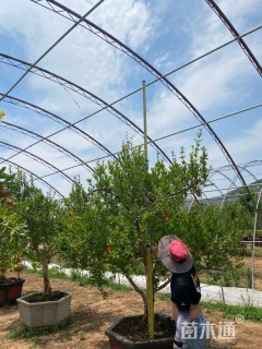 高度250厘米果石榴