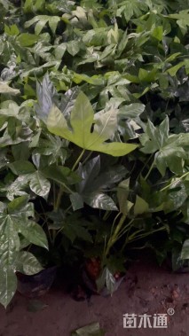 高度50厘米八角金盘