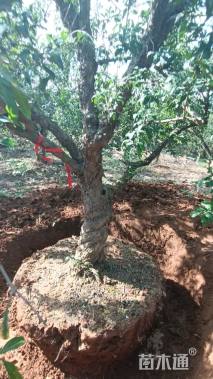 高度450厘米果石榴