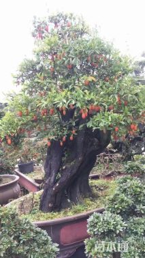 高度80厘米金弹子