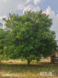 18公分丛生香橼