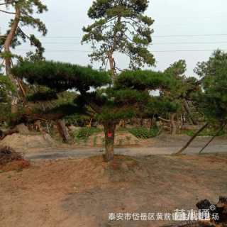 高度200厘米黑松