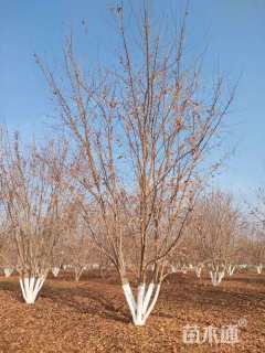 高度700厘米丛生五角枫