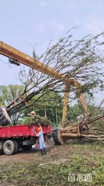 90公分(5杆)丛生朴树