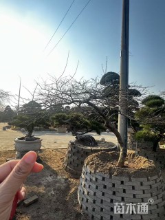 高度160厘米羽毛枫