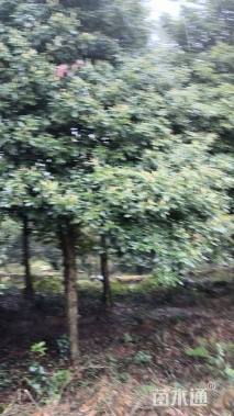 15公分金丝楠木