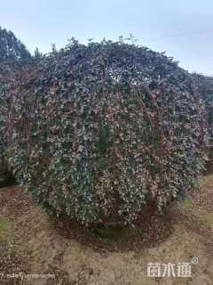 冠幅80厘米月季花球