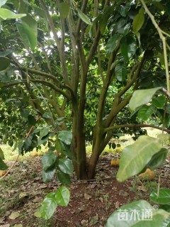 50公分(5杆)丛生香泡