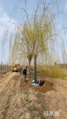 20公分金丝垂柳