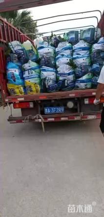 高度20厘米春羽