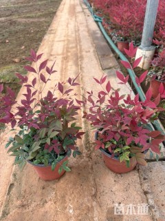 高度30厘米南天竹