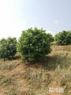 冠幅300厘米杨梅球