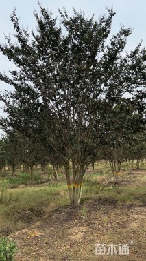 高度500厘米丛生紫薇