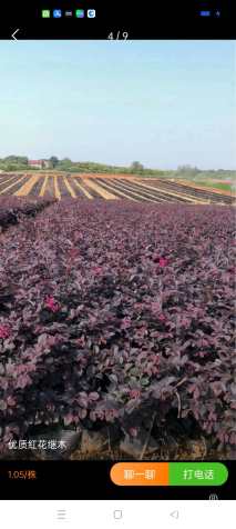 高度15厘米红花继木