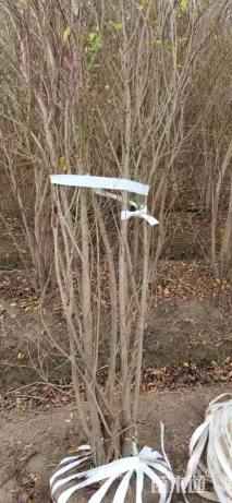 高度400厘米丛生花石榴