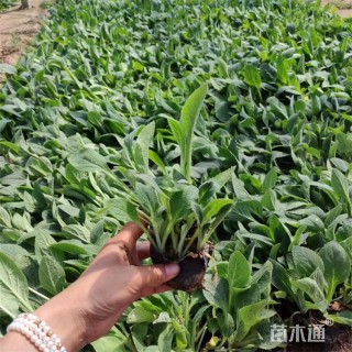 高度18厘米毛地黄