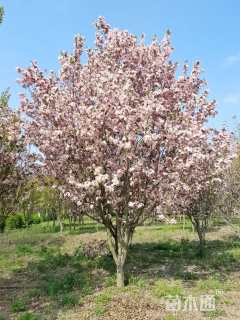 30公分西府海棠