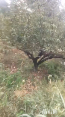 16公分骨里红梅