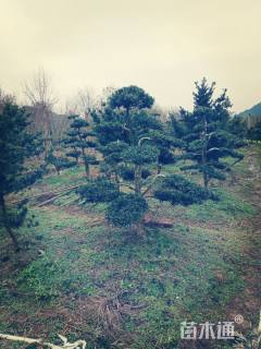 移栽苗造型罗汉松