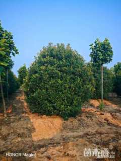 高度400厘米丛生红叶石楠