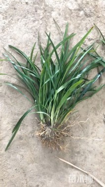 高度20厘米兰花