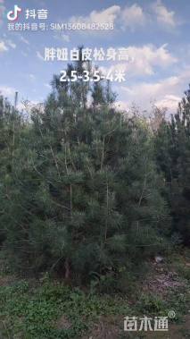 高度400厘米白皮松